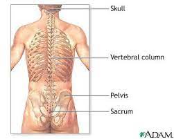 The use of the Sacro Wedgy - The use of the Sacro Wedgy